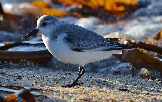 Bécasseau sanderling (© O. Doré)